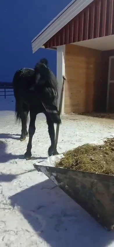 Allround hästar till salu: Pigg och glad Frieser (evt byte)  - Video 3