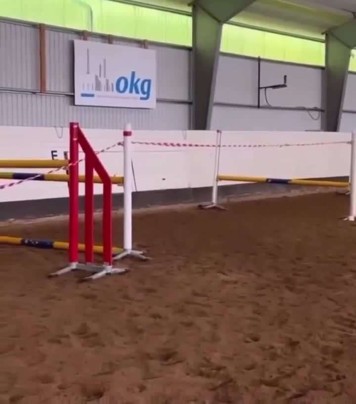 Allround hästar till salu: Läromästare av högsta kvalité - Video 4