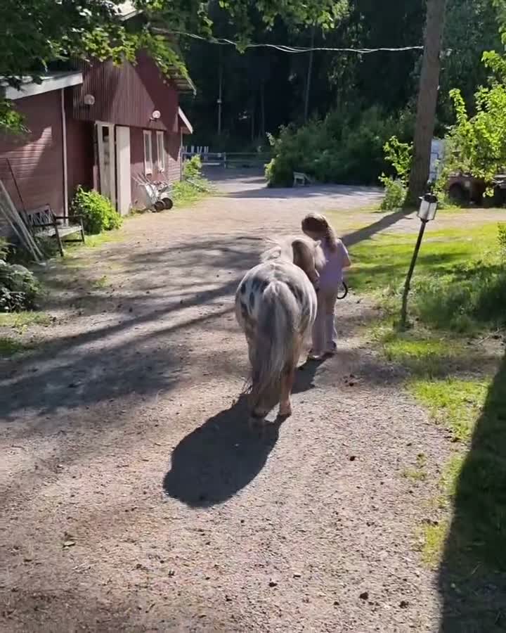 Allround hästar till salu: Super snäll miniatyr korsning  - Video 1