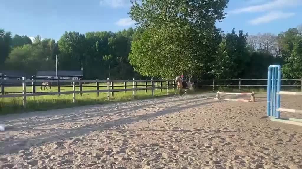 Allround hästar till salu: Lovande ungponny till sport eller avel - Video 5