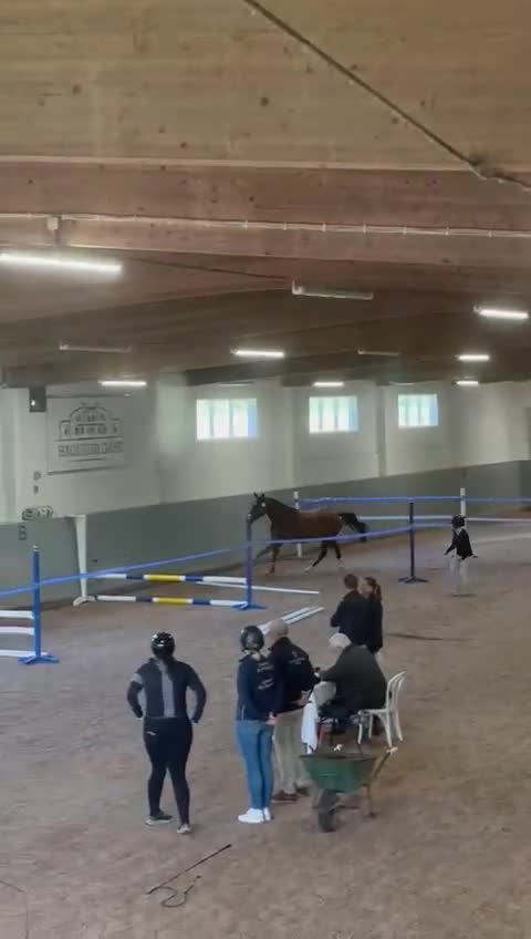 Hoppning hästar till salu: Hoppsto till salu - Video 3