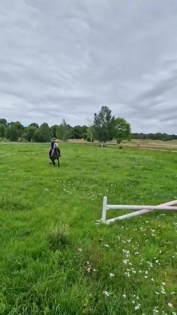 Allround hästar till salu: Härlig trygg valack - Video 2