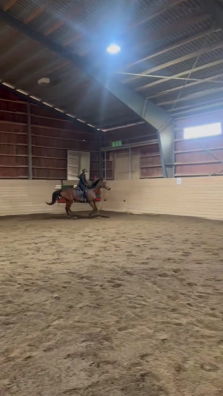 Allround hästar till salu: Formbar allroundvalack *nya filmer*  i Uppsala - Video 2