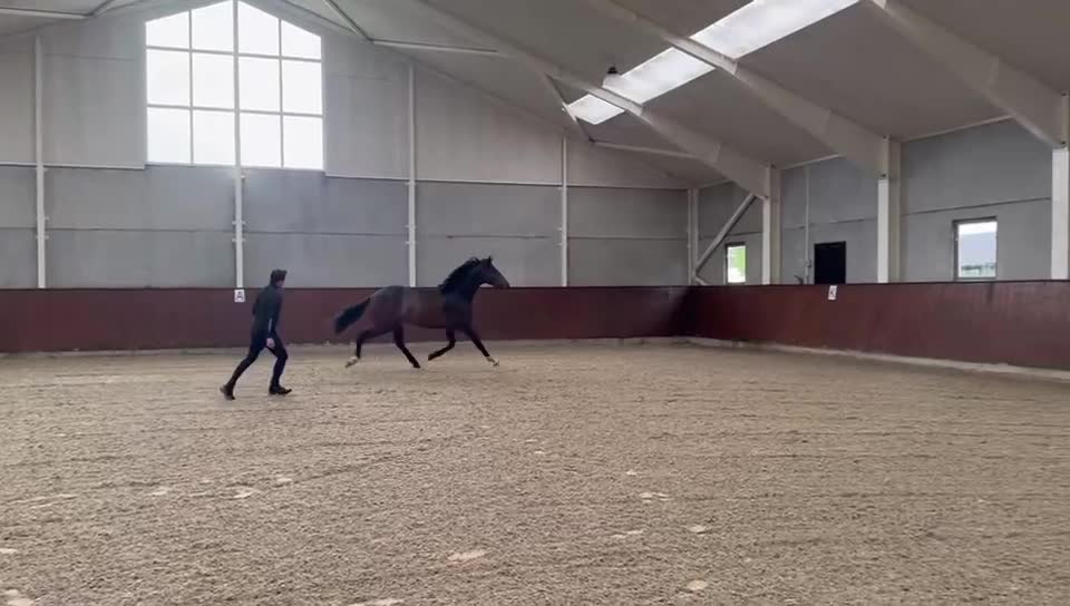 Dressyr hästar till salu: Talentfuld 3 års til den kræsne rytter  - Video 2