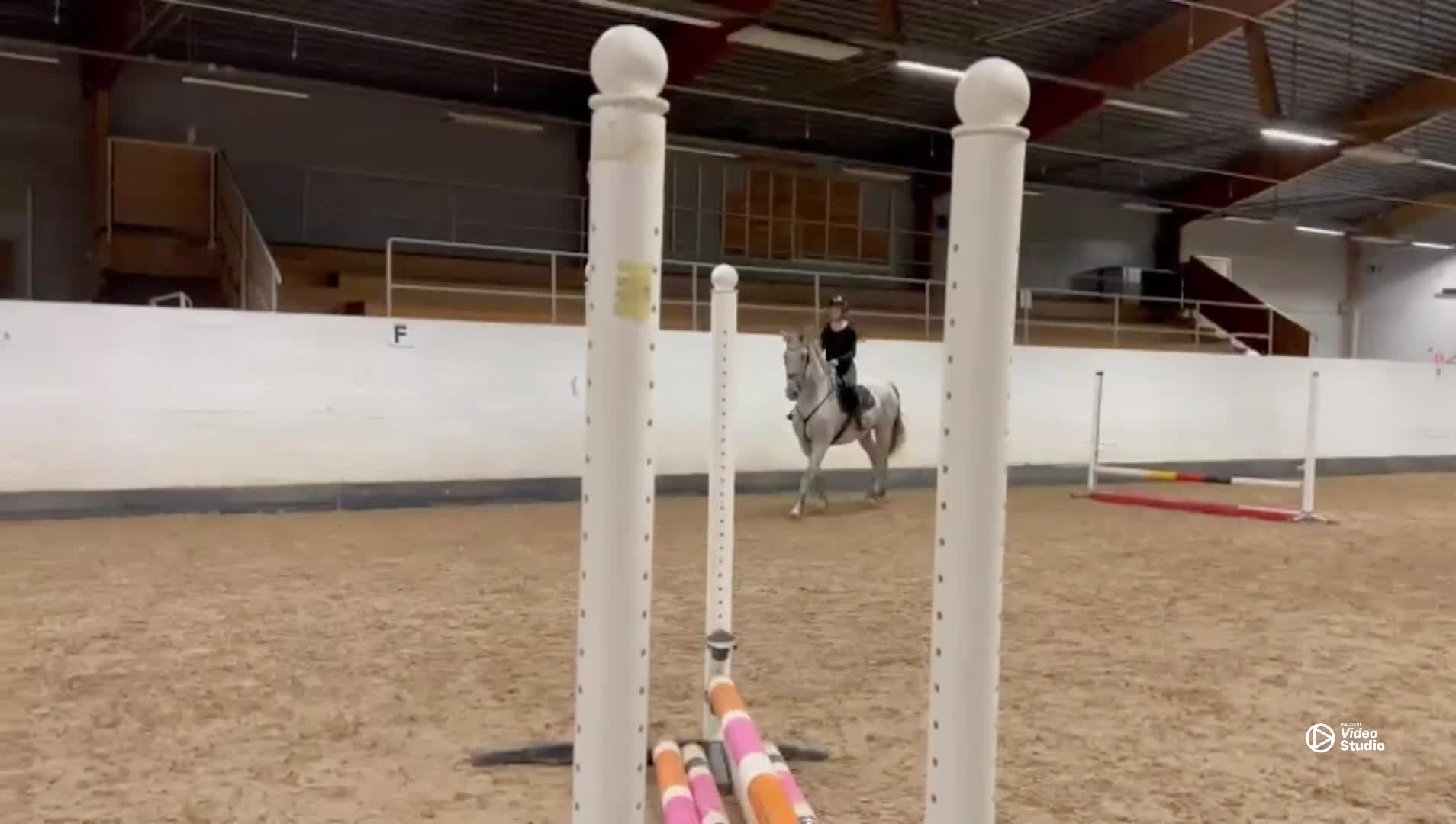 Allround hästar till salu: En bästa vän i Umeå - Video 3