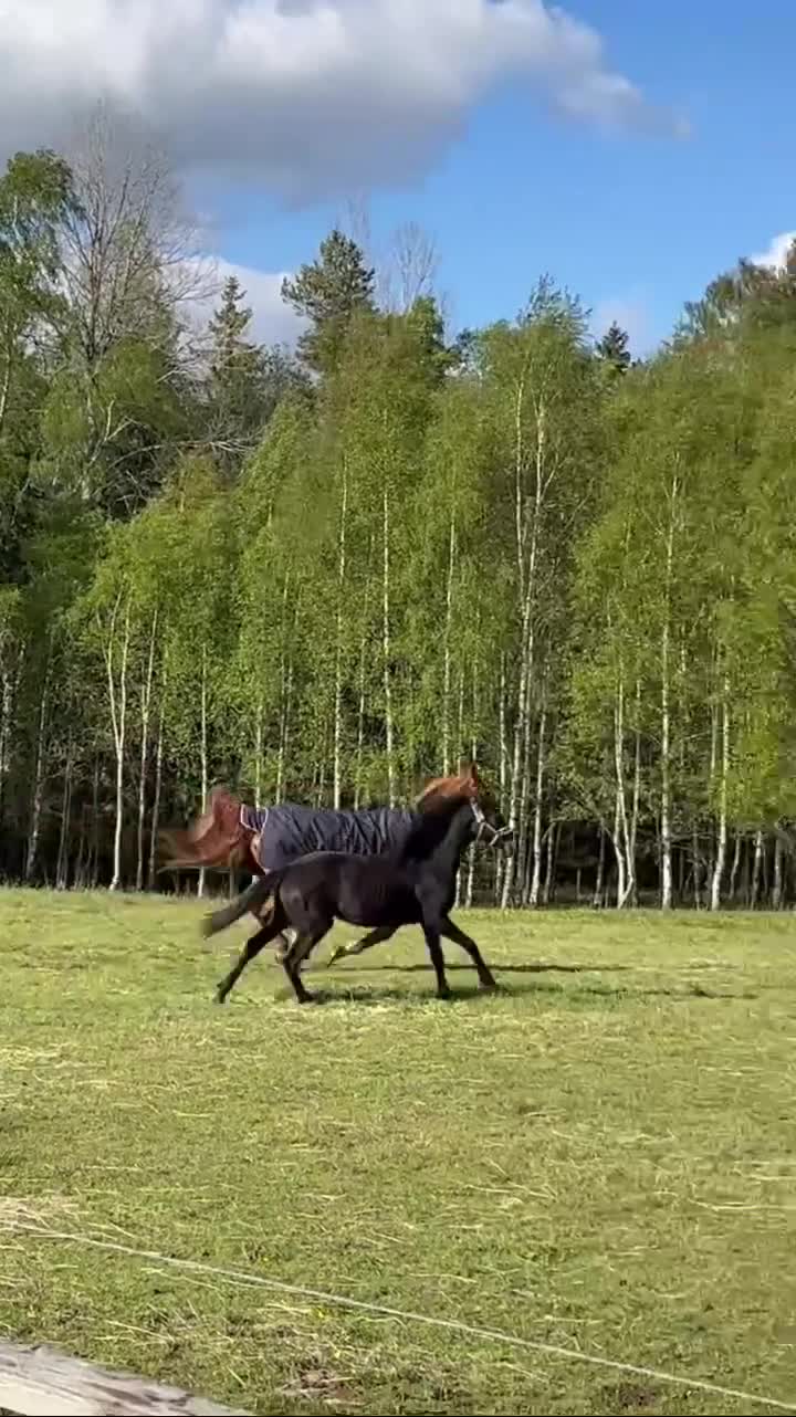 Allround hästar till salu: Forma din egna häst - Video 3