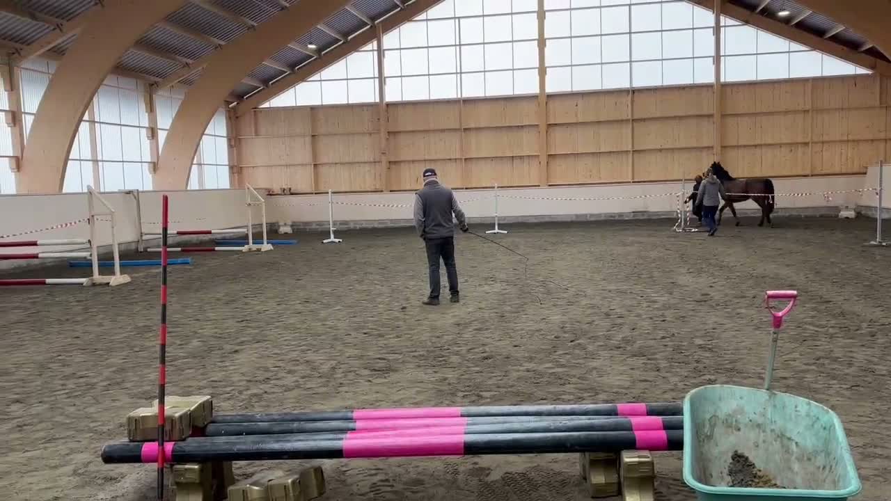 Hoppning hästar till salu: Okomplicerad treåring e Nebraska VDL i Kättilstorp - Video 4