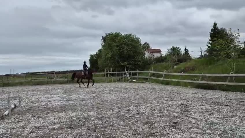 Hoppning hästar till salu: Trevligt sto - Video 1