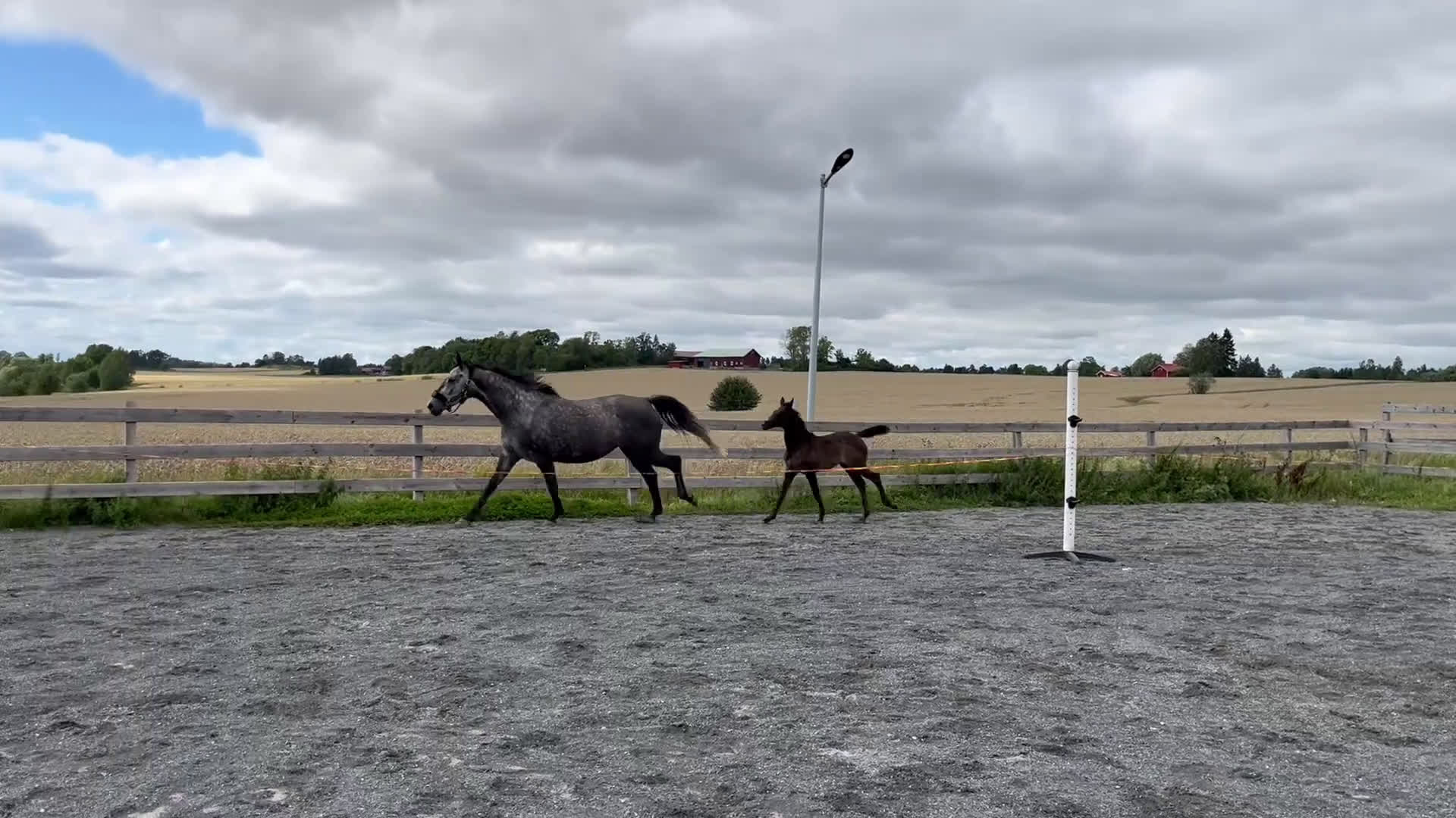 Hoppning hästar till salu: Fantastisk stoföl med stor potential  i Nyköping - Video 1