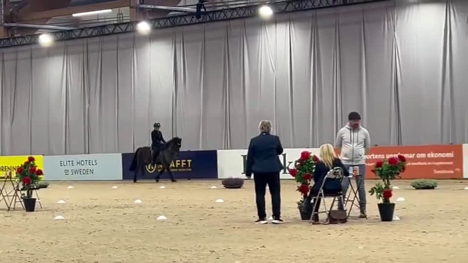 Island hästar till salu: Enastående 4-gångare för högsta klasserna! i Torestorp - Video 2