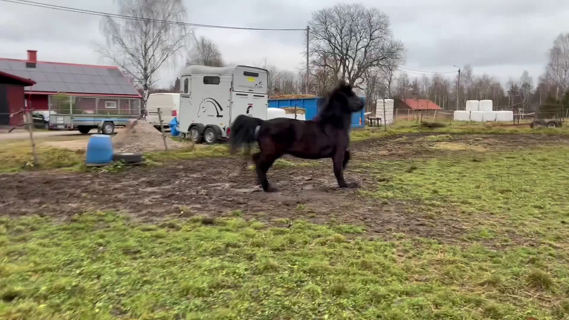 Island hästar till salu: Prissänkt!! Valkyria, E: Toppur - Video 1