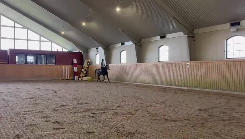 Hoppning hästar till salu: Sockersött sto - Video 2