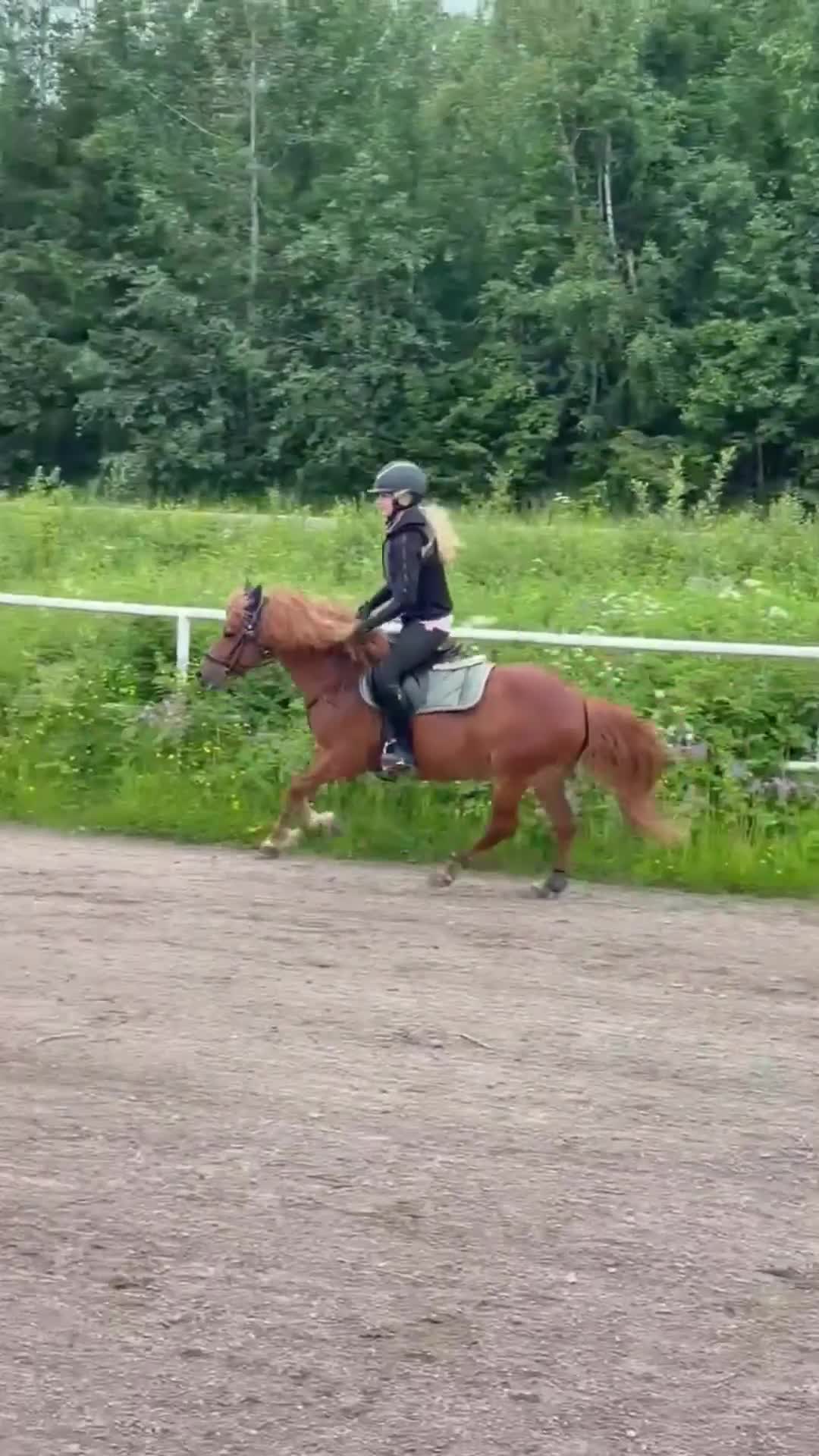 Allround hästar till salu: Läromästare söker ny ryttare/ kusk - Video 2