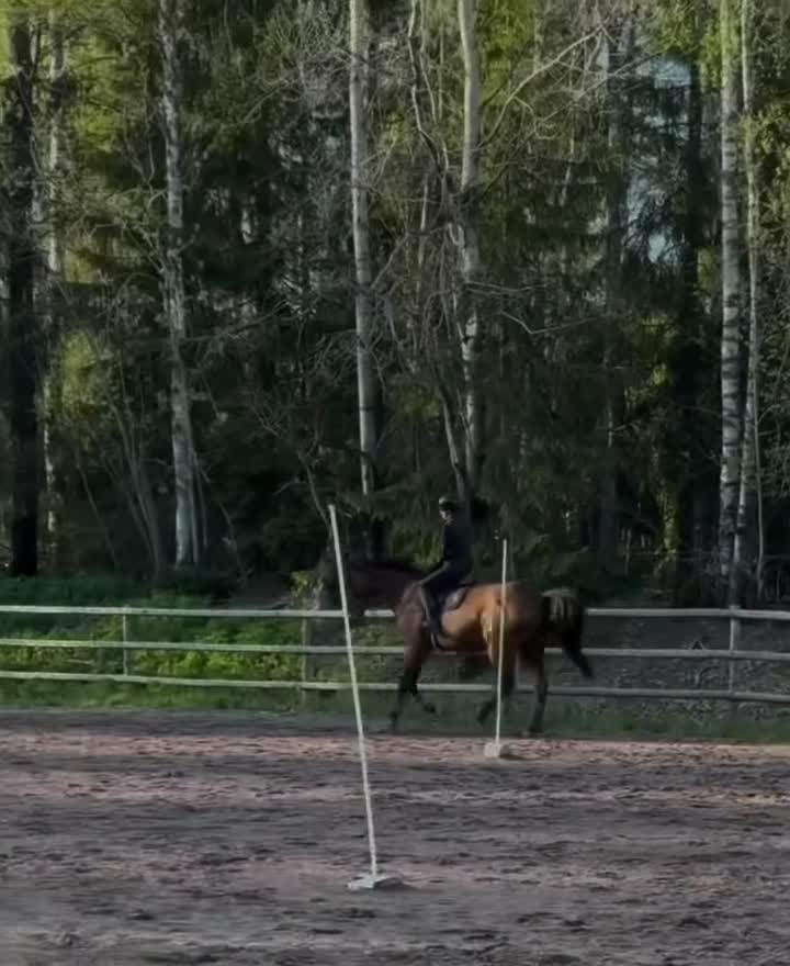 Hoppning hästar till salu: Charmig allroundhäst med mycket att erbjuda! - Video 3