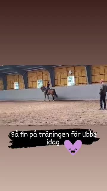 Allround hästar till salu: Vacker och personlig kille med fina kvaliteter - Video 2