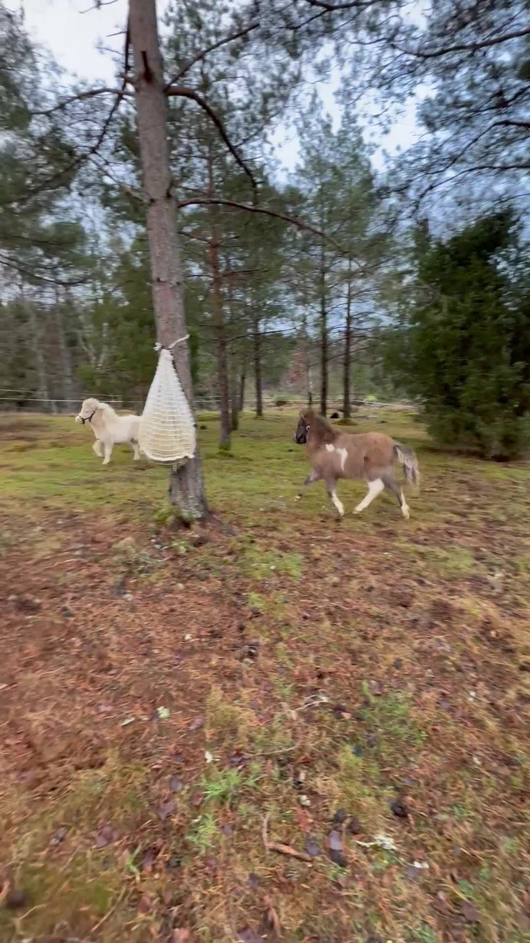 Övrigt hästar till salu: Härlig minihingst - Video 3