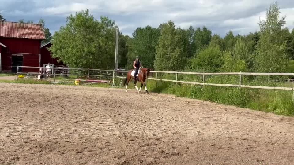 Dressyr hästar till salu: Fin dressyrhäst! - Video 1