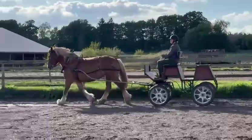 Allround hästar till salu: Allsidigt ardennersto - Sänkt pris i Alunda - Video 5