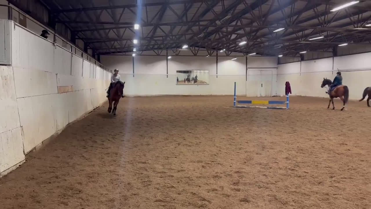 Hoppning hästar till salu: Din nya bästa vän?  - Video 2