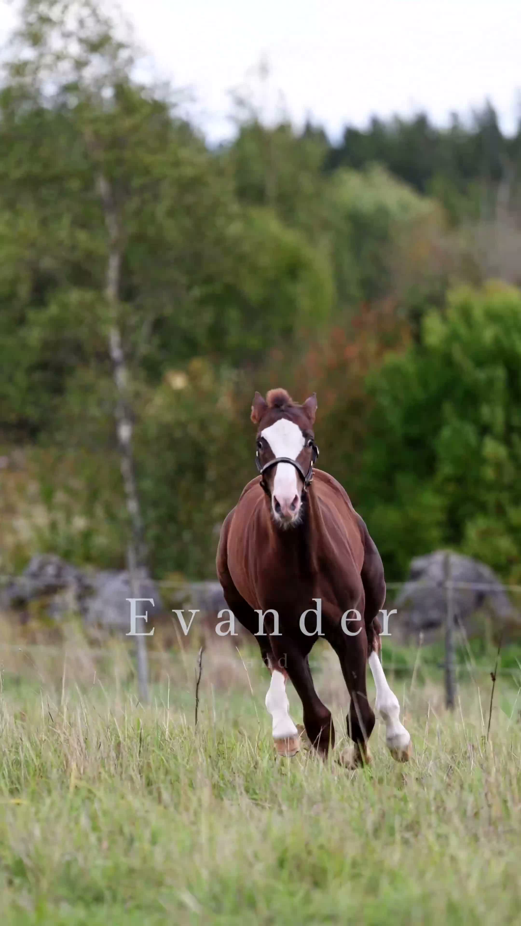 Dressyr hästar till salu: Evander – spännande dressyrtalang för satsande hem - Video 1