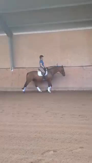 Dressyr hästar till salu: Talangfullt gångartssto  i Laholm - Video 3