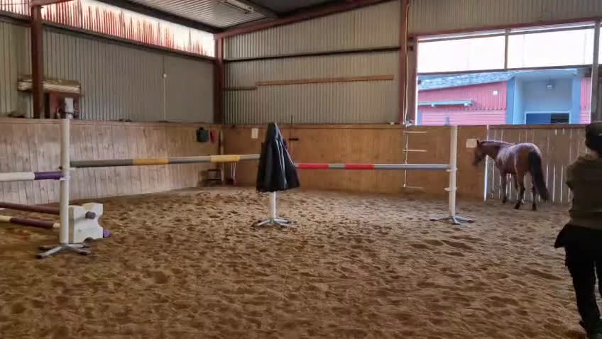 Allround hästar till salu: 2,5årigt sto för framtida ungponnychampionat i Södertälje - Video 3