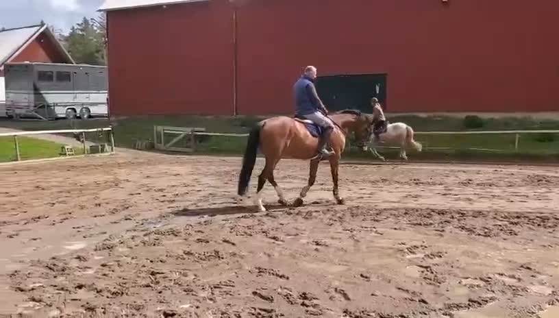 Allround hästar till salu: En ponny med SM kvalité  - Video 2