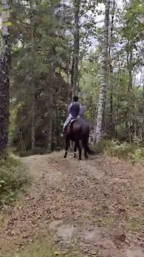 Allround hästar till salu: Fantastiskt sto söker nytt hem i Stenkullen - Video 1