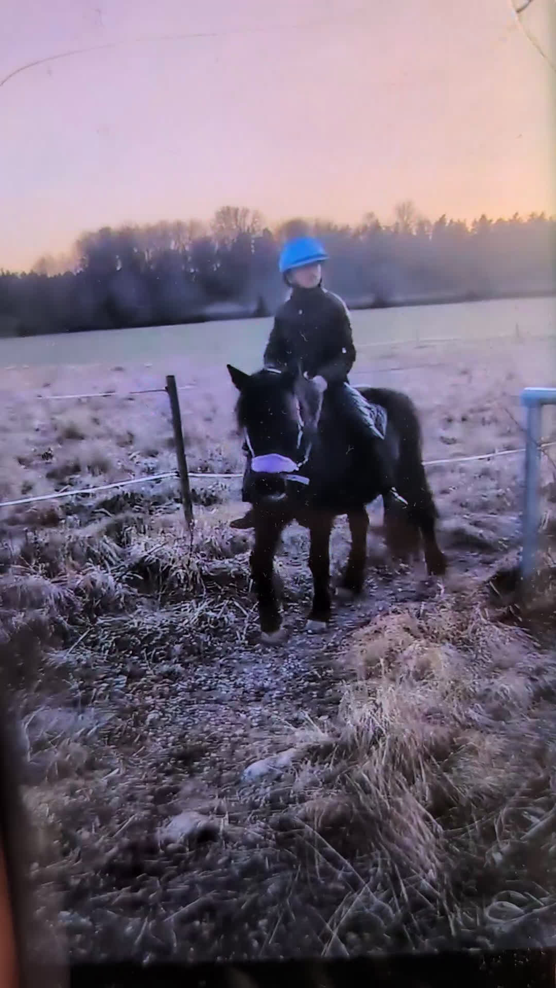 Allround hästar till salu: Charmig ponny i Torshälla - Video 2