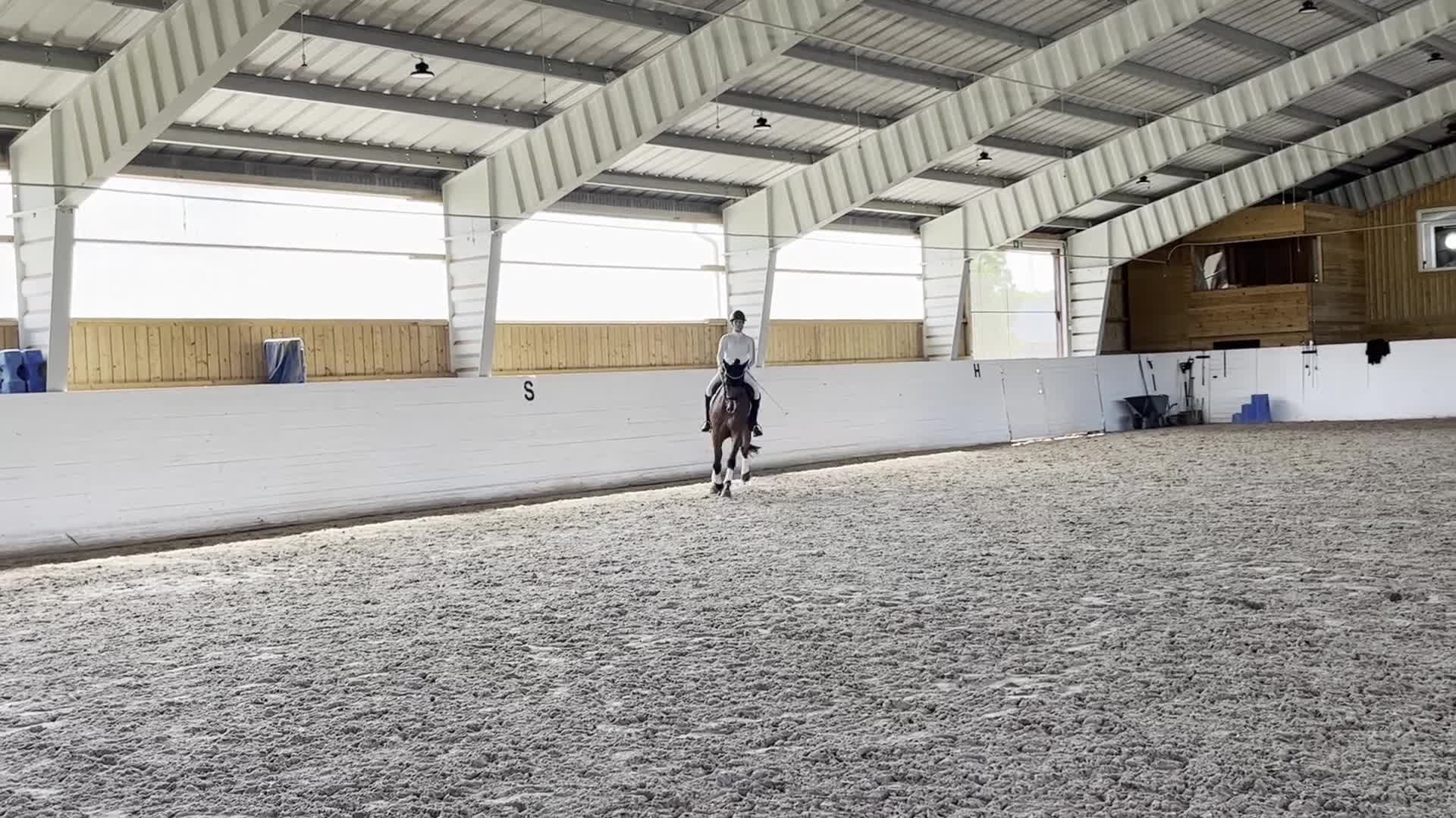 Dressyr hästar till salu: Dressyrhäst med utstrålning - Video 3