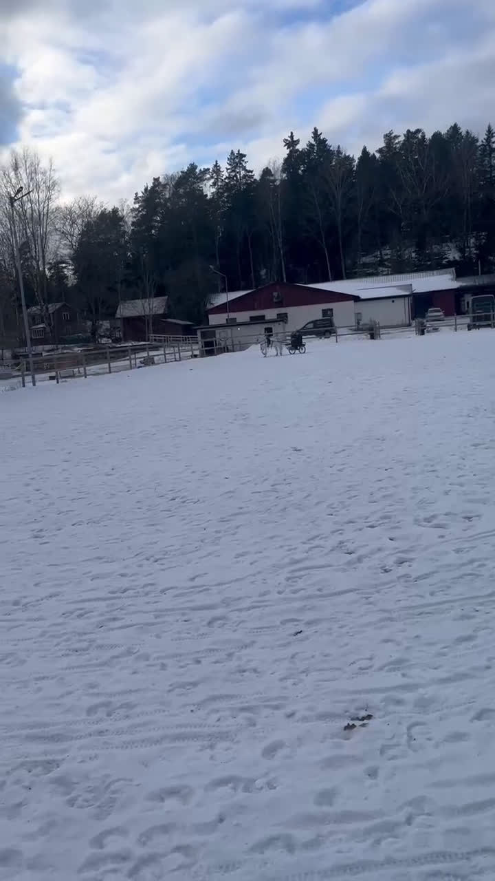 Körning hästar till salu: Socker Söt Ponny🌸 i Åmål - Video 3