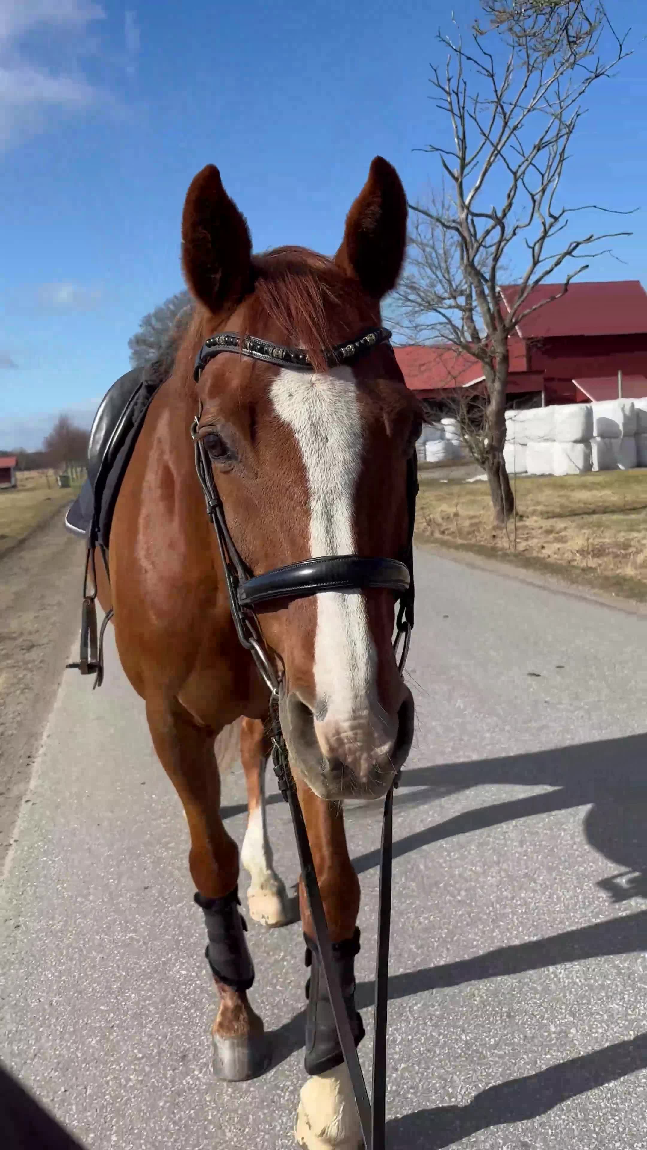 Allround hästar till salu: Världens tryggaste häst  - Video 1