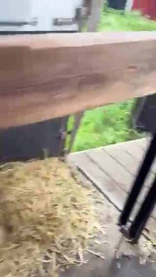 Allround hästar till salu: Hanterad mer än de flesta  - Video 3