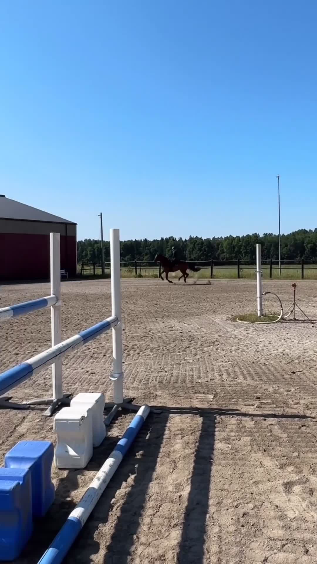 Allround hästar till salu: Positiv & ärlig allroundvalack  - Video 1