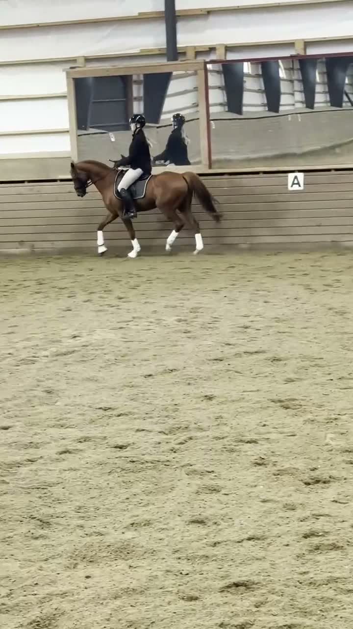 Dressyr hästar till salu: FEI-ponny med massor av ridglädje - Video 1
