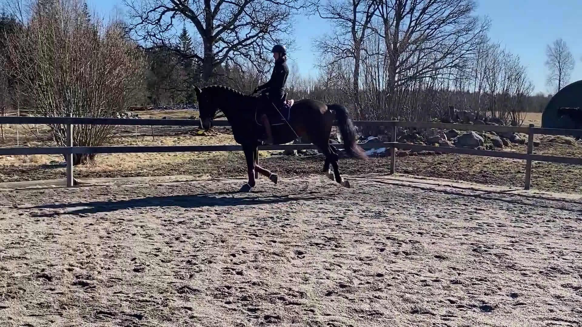 Dressyr hästar till salu: En framtida stjärna i Växjö - Video 3