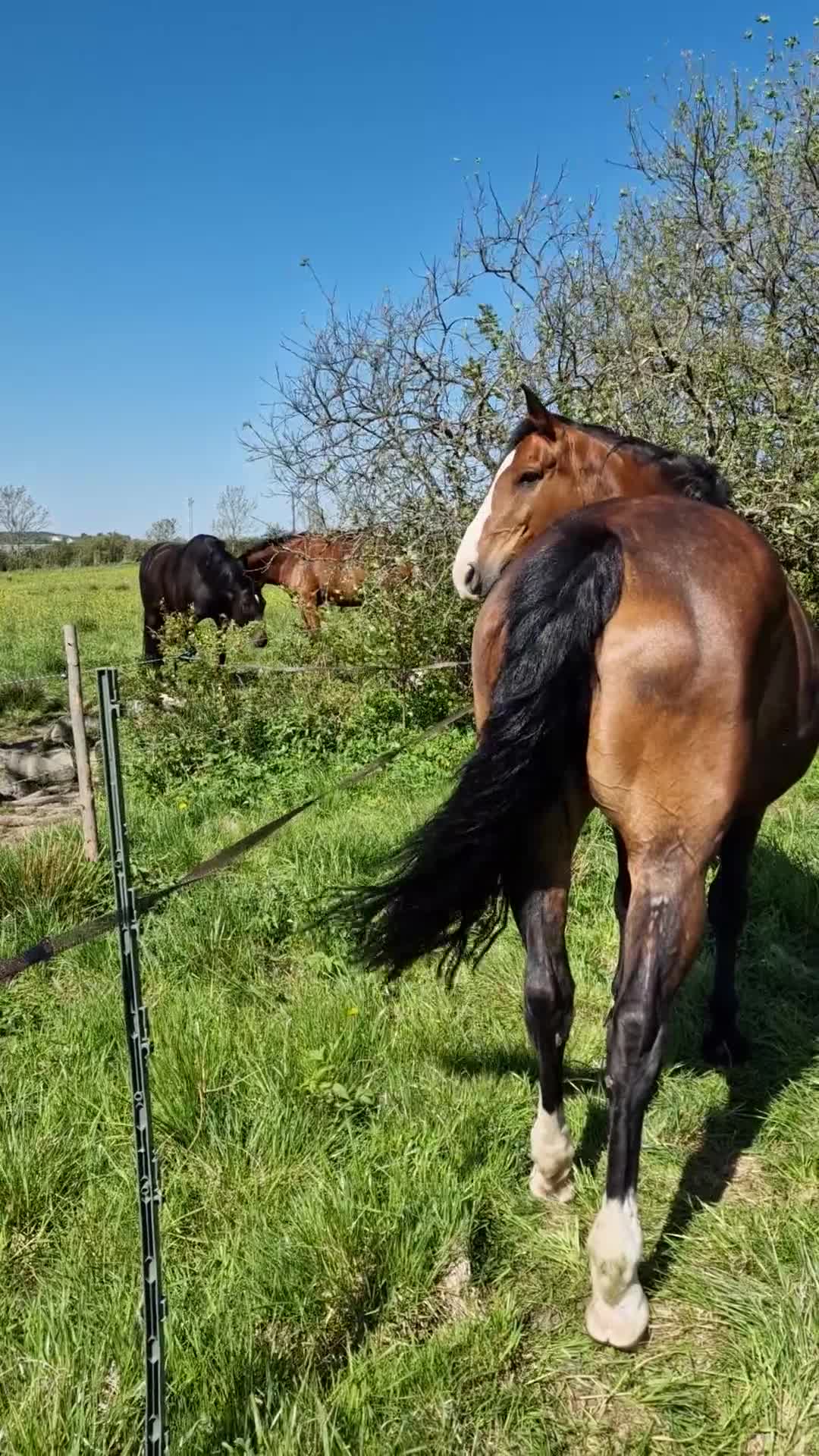  foderhäst finnes: Fin sällskapshäst söker nytt hem ❤️ - Video 3
