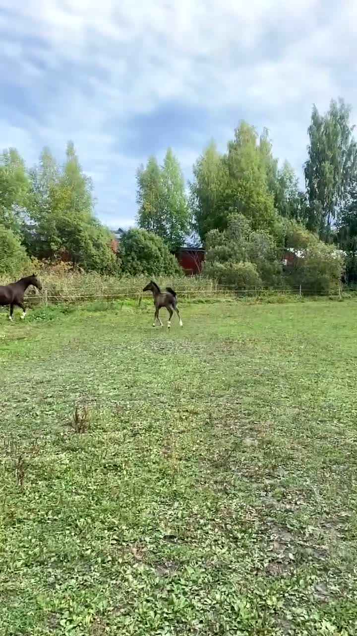 Dressyr hästar till salu: Hingst e:Americano GJ- Zuidenwind- Rousseau  - Video 3