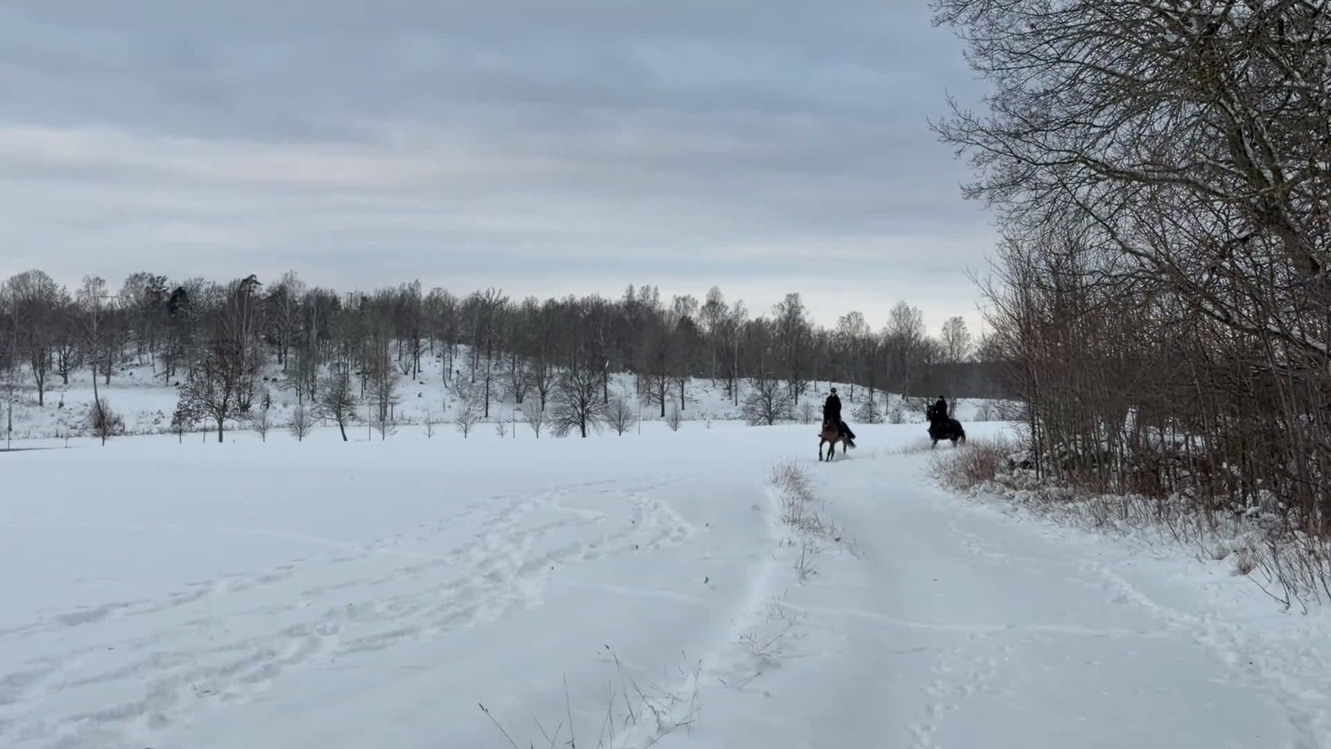 Hoppning hästar till salu: Sto för de största  i Åtvidaberg - Video 1