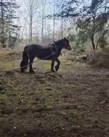 Allround hästar till salu: Sol 22-21-0036 - Video 1