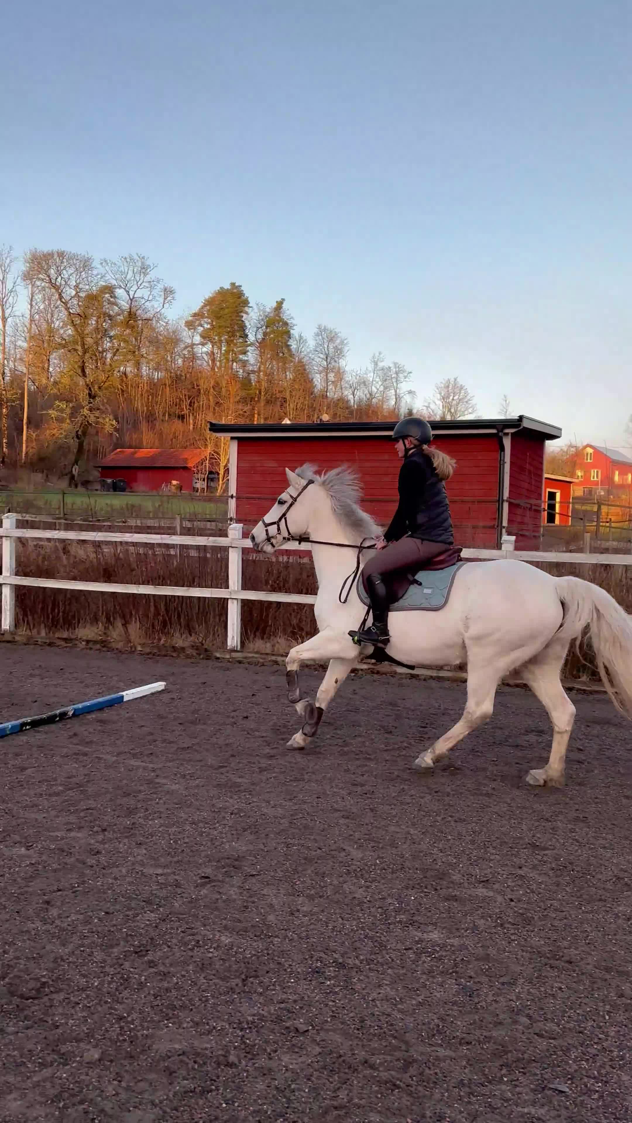 Allround hästar till salu: ⭐️Ponny med hjärta av guld⭐️ - Video 2