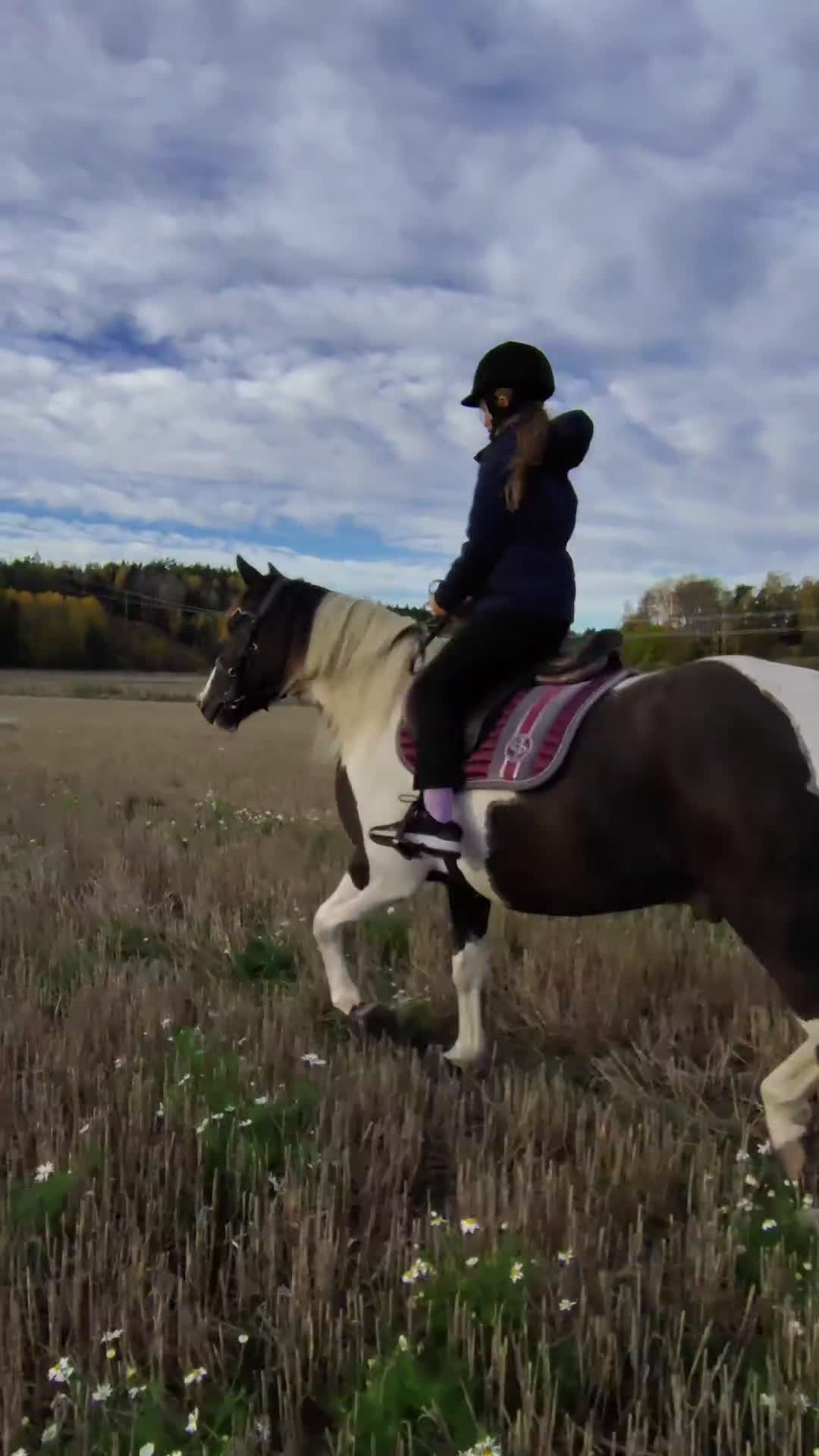 Allround hästar till salu: 5 årig paint mix med ett fantastiskt temperament ⭐ i Brottby - Video 1