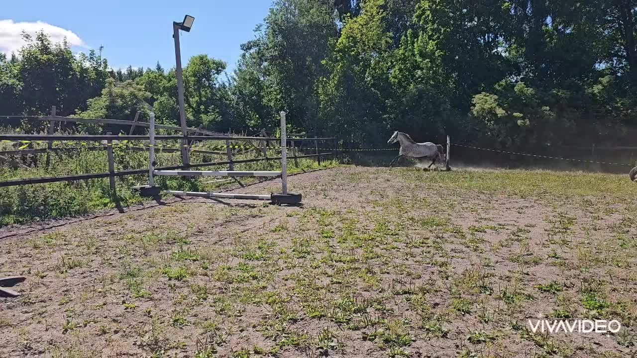 Allround hästar till salu: Sportponny - Video 2