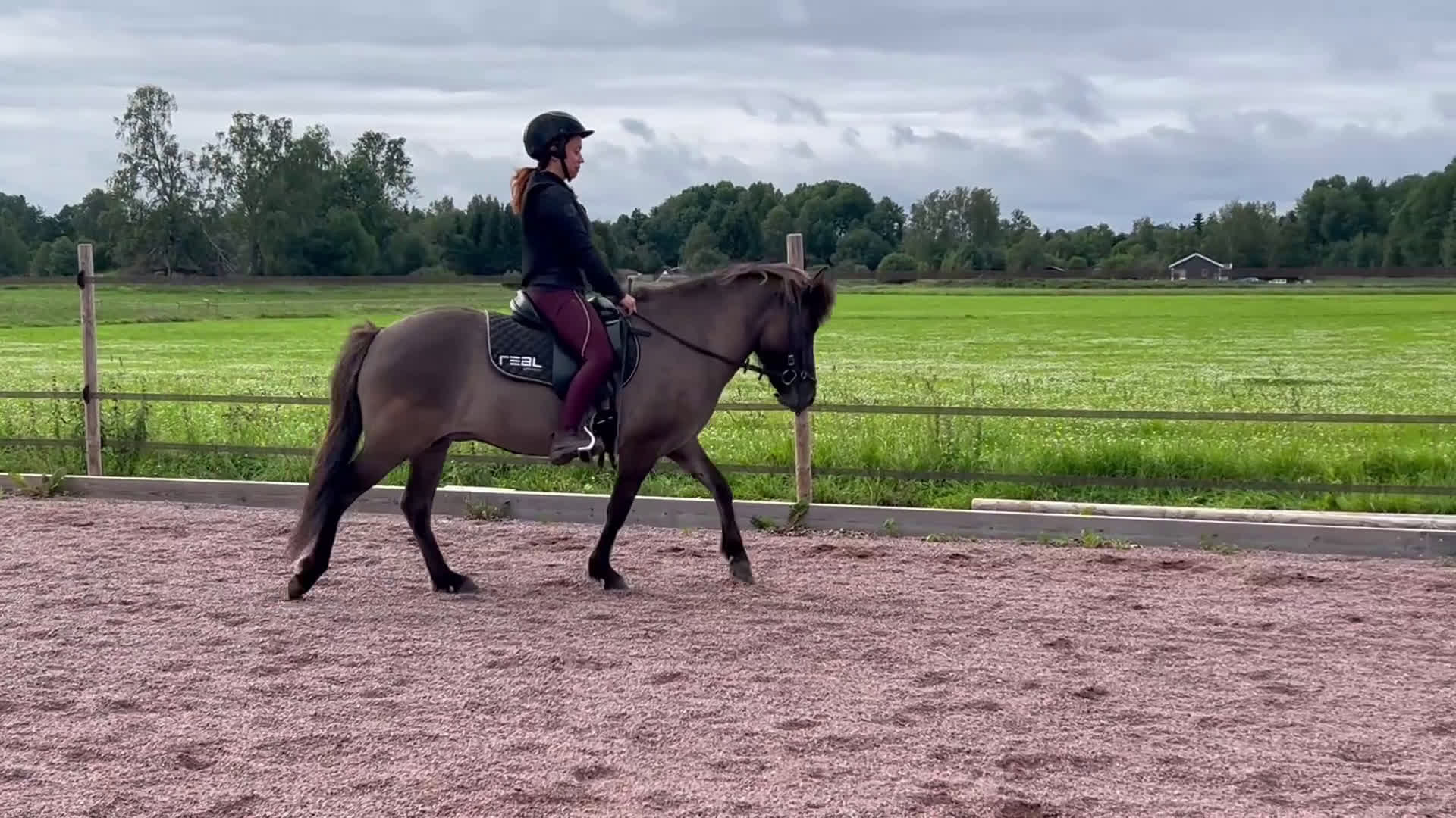 Island hästar till salu: Islandssto i Vattholma - Video 1
