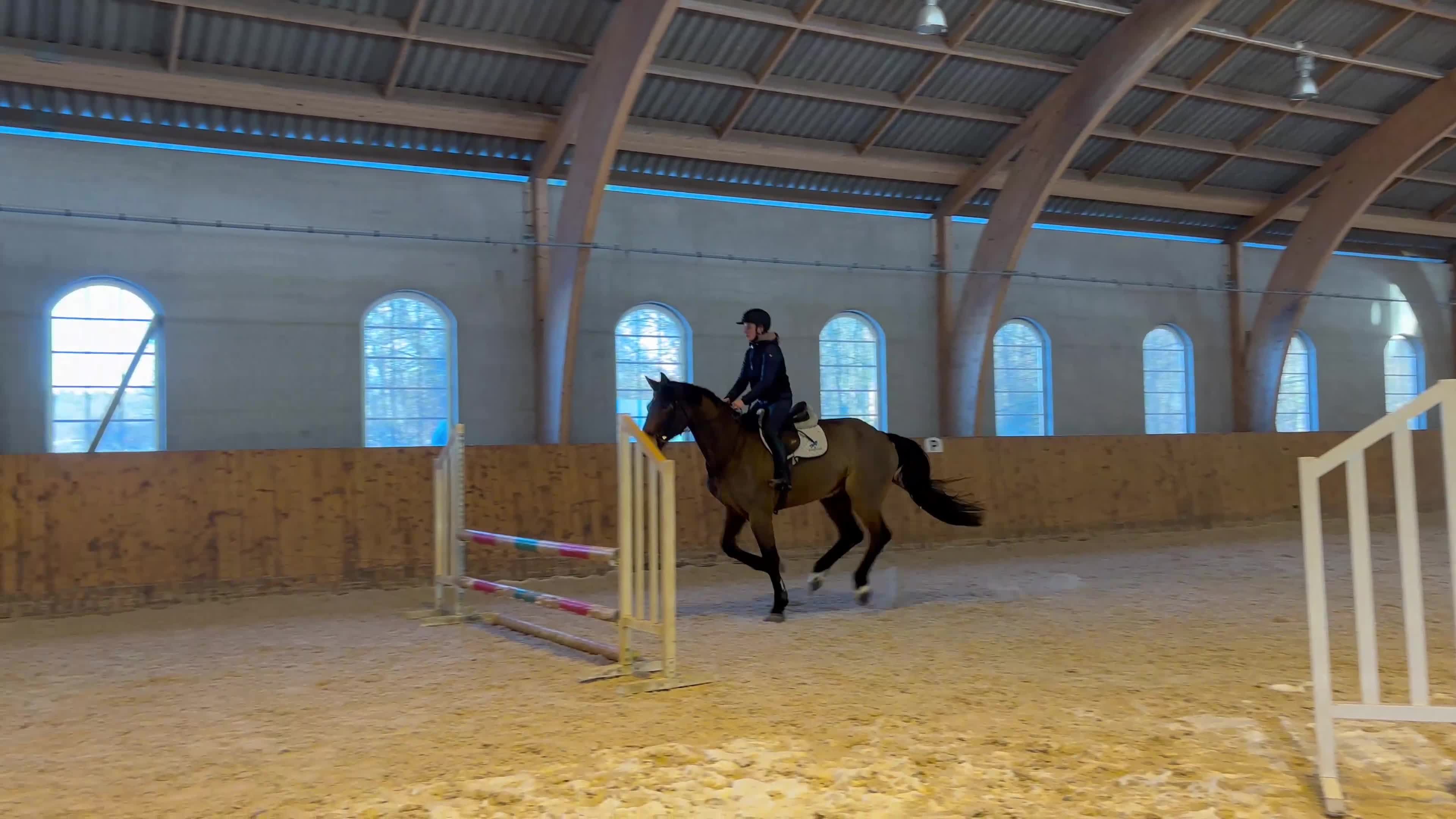 Hoppning hästar till salu: Projekt med potential - Video 3