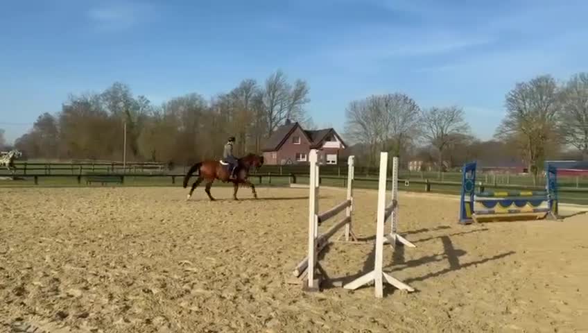 Allround hästar till salu: Fälttävlansämne - Video 1