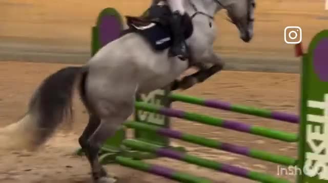 Hoppning hästar till salu: Den där du inte kan missa! - Video 1