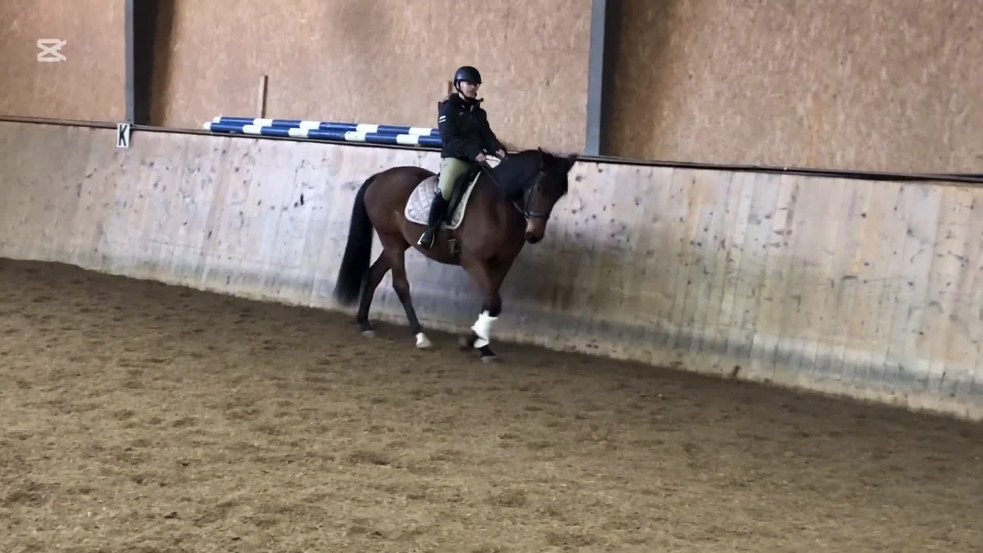 Dressyr hästar till salu: Framtida stjärna i Munka-ljungby - Video 2