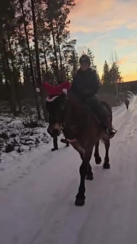 Allround hästar till salu: Balder söker nytt hem  - Video 1