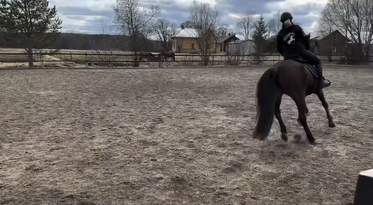  foderhäst finnes: Snällt sto med personlighet söker fodervärd🌟 - Video 2